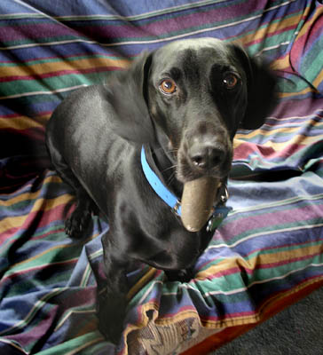 dachshund labrador cross